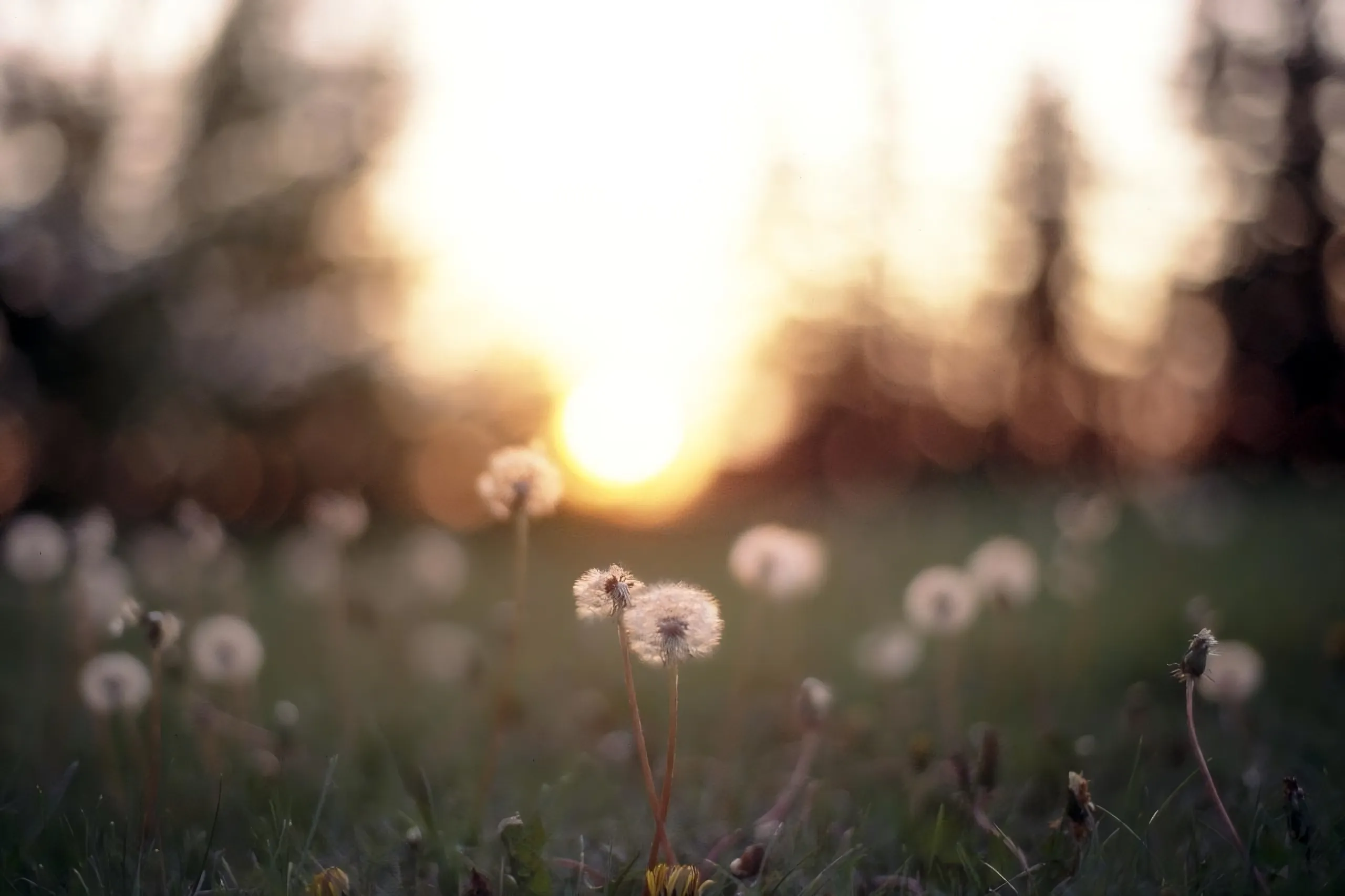 Dandelions illuminated by a low sun